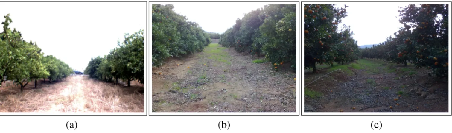 Figure 1. Image captured at an orange grove placed in Castell´on (Spain).