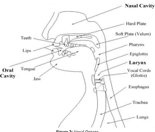 Figure	2:	Vocal	Organs	 	 	