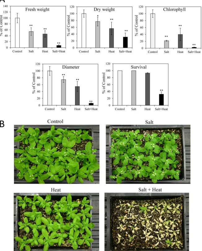 Fig 4. Response of Arabidopsis ecotype Ler plants to salt, heat and a combination of salt and heat stress