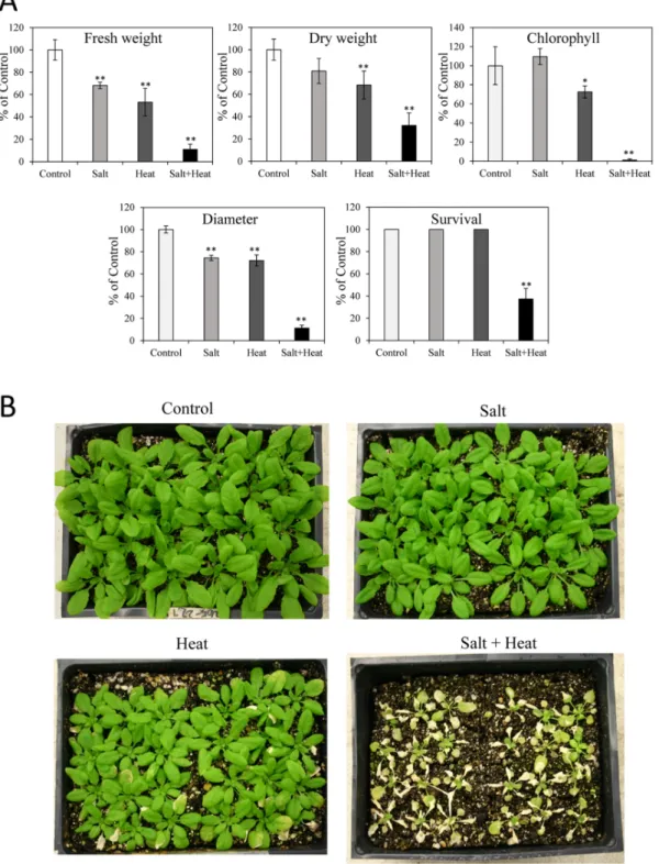 Fig 1. Acclimation of Arabidopsis thaliana ecotype Col plants to salt, heat and a combination of salt and heat stress