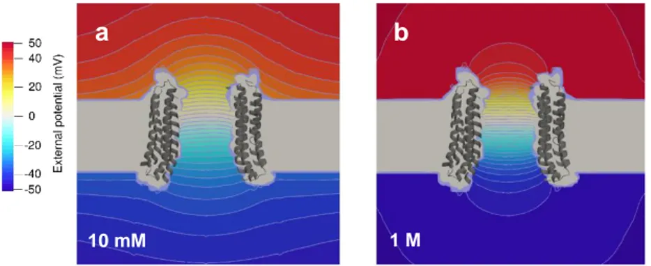Figure 4. Spatial variation of the externally applied potential (for a total ΔV = 100  mV) across the V-ATPase C-ring channel in concentrated and diluted solutions