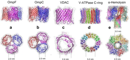 Figure  1.  Protein  channels  studied.  Cartoon  representation  from  the  corresponding Protein Data Bank (PDB) structure and approximate aperture size  of  a)  Outer  Membrane  Protein  F  (OmpF,  PDB  ID  =  2OMF),  b)  Outer  Membrane  Protein  C  (O