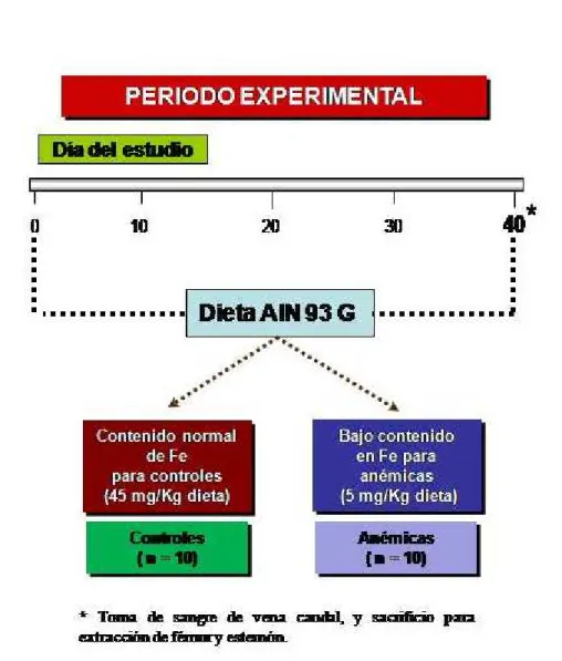 FIGURA 1. Diseño Experimental” 