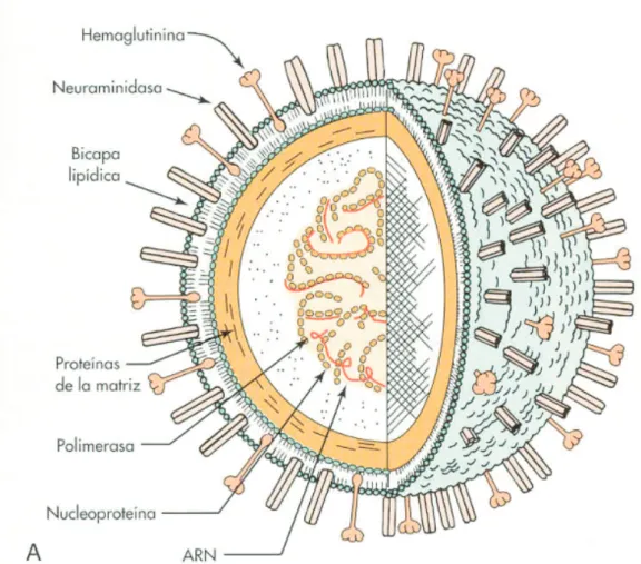 Figura 1. Estructura del virus de la gripe