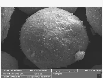 Figure 1: Scanning electron microscopy showing microen- microen-capsulation of L.Casei with sodium alginate-zeolite-starch