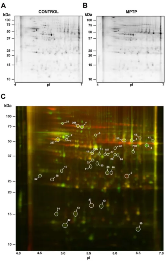 Figure 1.  DIGE-resolved polypeptides from the retina of control and MPTP-treated monkeys