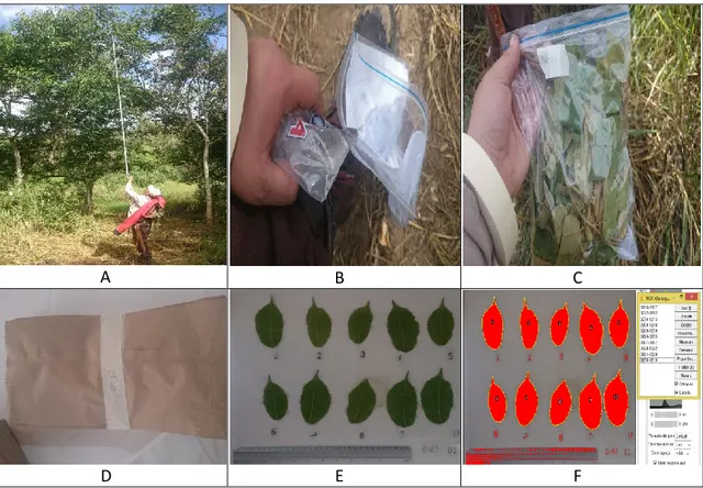 Figura  2.  A.  Toma  de  muestras  foliares.  B.  Hidratación.  C.  Etiquetado  y  almacenamiento  en  campo