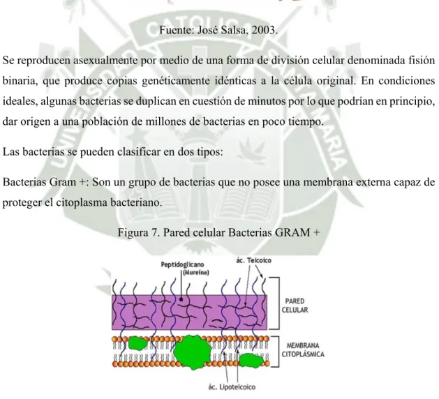 Figura 7. Pared celular Bacterias GRAM + 