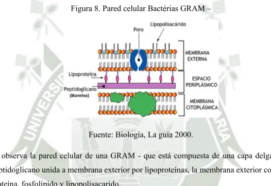 Figura 8. Pared celular Bactérias GRAM – 