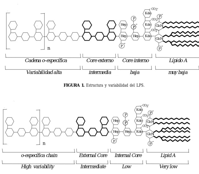 FIGURE 1. Structure and variability of LPS.