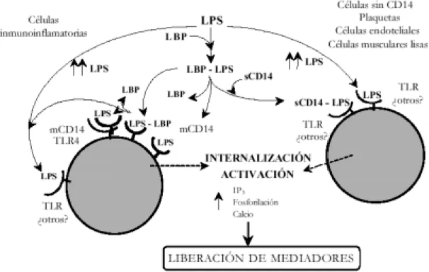 FIGURA 3. Mecanismos de activación celular del LPS.