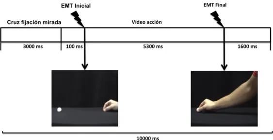 Figura 13 Protocolo del estudio. El la figura se muestran las características del vídeo presentado, y  los  instantes  exactos  en  los  que  se  aplicaba  el  pulso  de  EMT,  en  relación  a  la  duración  total  del  vídeo
