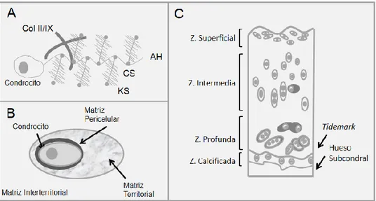 Figura 3. Estructura del cartílago articular. (A) Esquema representativo de la estructura del  agrecano (CS = condroitín sulfato / KS = queratán sulfato / AH = ácido hialurónico) secretado por  un condrocito