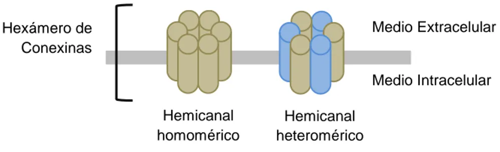 Figura 6. Representación de hemicanales o conexones homoméricos y heteroméricos. 