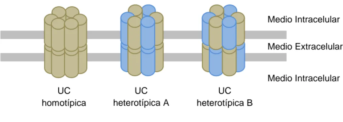 Figura 7. Representación de diferentes tipos de UCs según el tipo de Cxs que forman cada  hemicanales