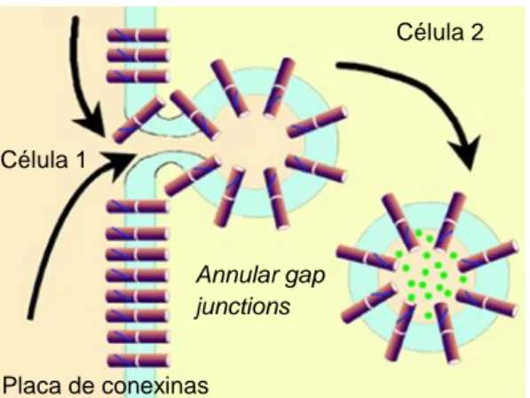 Figura  8.  Esquema  del  proceso  de  internalización  de  UCs  formando  la  estructura  denominada  annular  gap  junctions