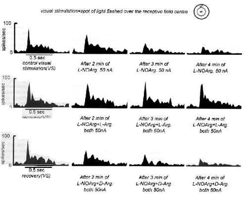 FIG. 1. Peristimulus time histograms (PSTHs) documenting the responses of an ON centre X cell to a spot of light flashed over the  receptive  field  centre