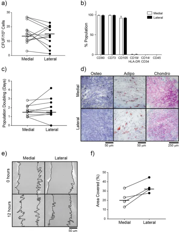 Figure 2.  Functional analysis of subchondral bone MSCs from medial and lateral condyles