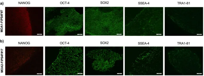 Figure 3.  Immunofluorescence analisys of pluripotency-associated markers. (a) Immunofluorescence staining  showing presence of pluripotency markers NANOG, OCT-4, SOX2, SSEA-4 and TRA-1-81 in the iPSC-line  MOA1-FiPS4F#7