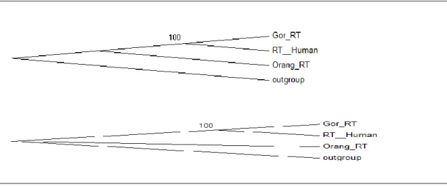 Figure  8b  .  It  correspond  to  the  RT  regions  sequences  and    it  shows  first  the  maximum  likelihood  tree  and  secondly the maximum parsimony tree