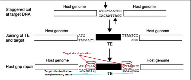Figure 2. Schematic representation of the integration process ante creation of the  Target site duplications (TSD) in both  ends and strain