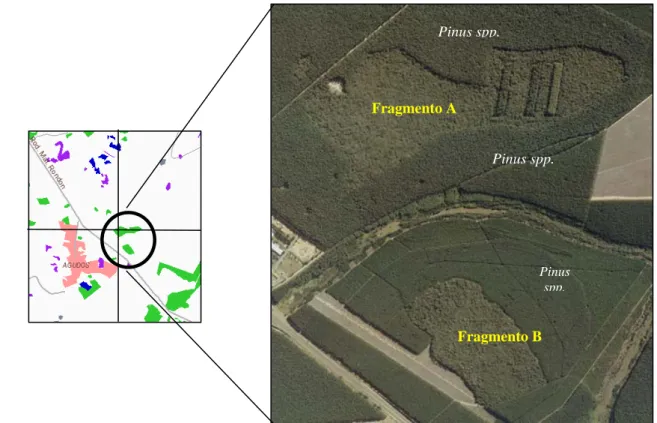 Figura 7 - Áreas de estudo localizadas na Fazenda Monte Alegre (Atlas-Biota, 2007,   Fotografia aérea, 2000)