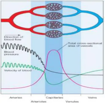 Figura 1. Presion y velocidad de la sangre a travez de los vasos sanguineos[5]