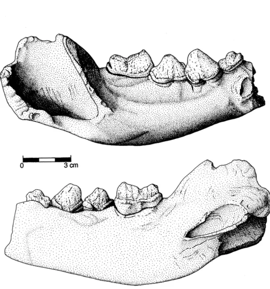 Fig. 3. Mandíbula incompleta de Crocuta crocuta intermedia da Lorga de Dine (in CARDOSO, 1994).