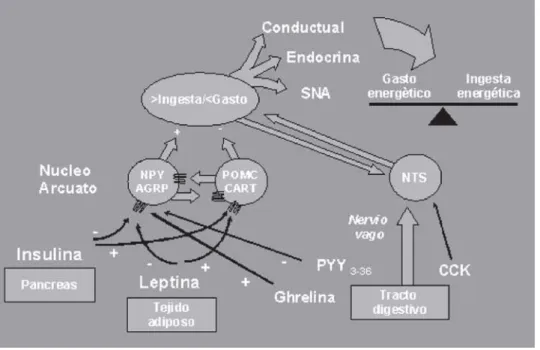 Fig. 1.- Representación esquemática de los mecanismos implicados en el control del peso corporal.