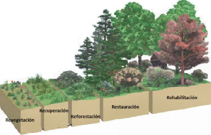 Ilustración 2 Diagrama de la rehabilitación ecológica  Fuente: (Evans, 2016) 