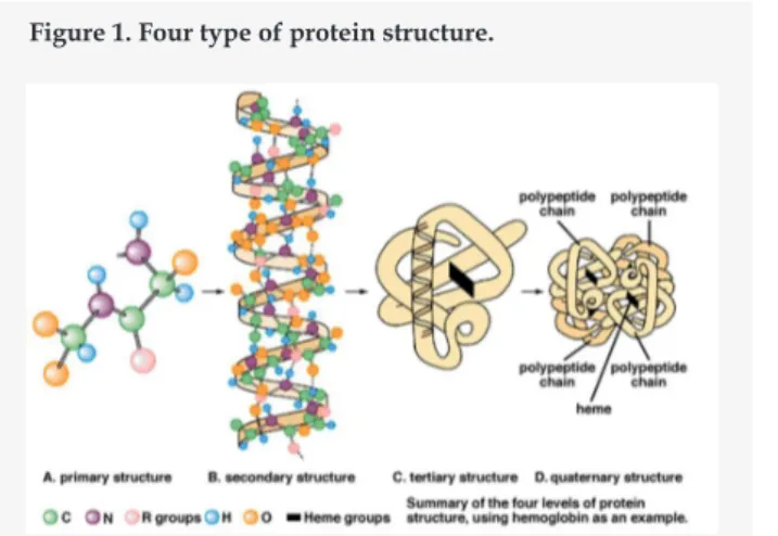 Figure 1. Four type of protein structure. Figure 2. Structure of peptide bond