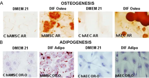 Fig. 6. Osteogenic (DIF Osteo) and adipogenic (DIF Adipo) differentiation of human amnion mesenchymal stromal cells (hAMSCs)  and  human  amnion  epithelial  cells  (hAECs)  with  their  respective  controls  (C  hAMSC  and  C  hAEC)  grown  for  21  days 