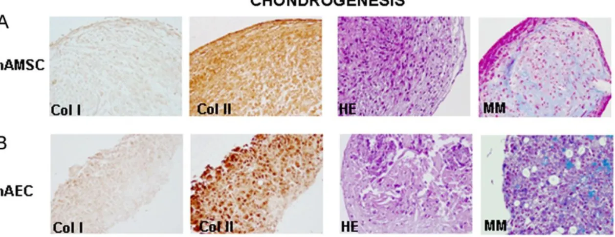 Fig. 7. Chondrogenic differentiation, assessed by micropellet formation, of hAMSCs [A] and hAECs [B]