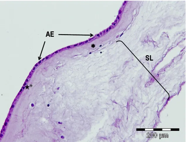 Fig.  1. Structure  of  the  HAM.  HAM  was  stained  with  HE,  hematoxylin  and  eosin