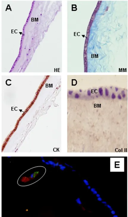 Fig. 3. Histological characterization of human amnion-derived cells. Sections of healthy HAM stained with H-E (A) and MM (B),  immunohistochemistry  for  CK  (C)  and  Col  II  (D)  and  by  immunofluorescence  for  CD90  and  CD105  (E)
