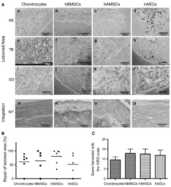 FIG.  5.  (A)  Histological  analysis  of  the  repair  tissue  present  in  the  defect  (a–d)