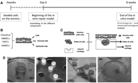 FIG. 1. Schematic representation of the timeline and development of the in vitro model