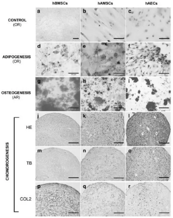 FIG. 2. In vitro differentiation capacity of three progenitor cells tested in the model