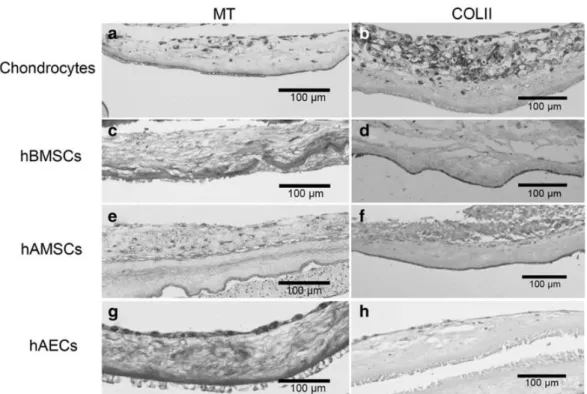 FIG.  4.  Representative  images,  of  the  different  cell-types  cultivated  over  the  stromal  layer  of  the  amniotic  membrane  before plug assembly