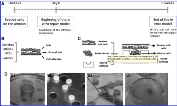 FIG. 1. Schematic representation of the timeline and development of the in vitro model