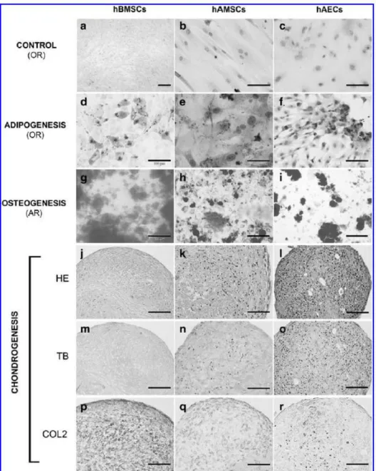FIG. 2. In vitro differentiation capacity of three progenitor cells tested in the model