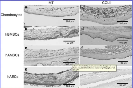 FIG. 4. Representative images, of the different cell-types cultivated over the  stromal layer  of the amniotic membrane before  plug assembly