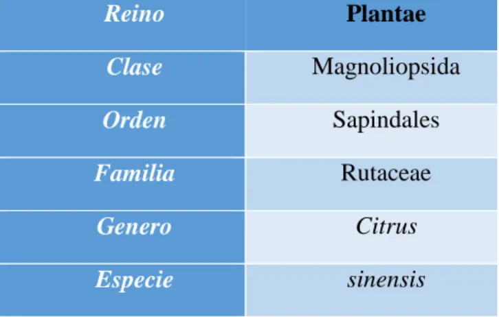 Tabla 3.Clasificación taxonómica de Citrus sinensis.