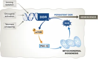 Figura 13. Representación de la participación de la mitocondria en el proceso de senescencia (104)  