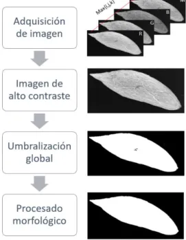 Tabla 1. Lista de las características más  representativas del endocarpo.  