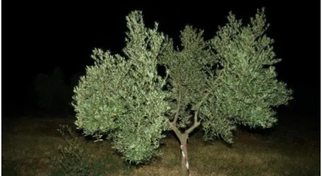 Figura 1: imagen de olivo de la variedad Picual,  sujeto de este estudio, obtenida de noche con 