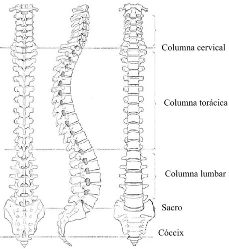 Figura 1. Columna vertebral [22] 
