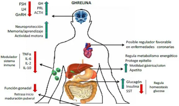 Figura 1.13. Acciones biológicas de la ghrelina. 