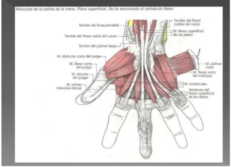 Figura 1: Músculos de la mano [2] 