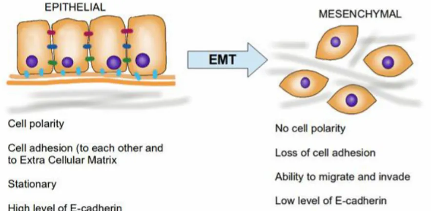 Figure  2.  Epithelial  mesenchymal  transition  (EMT)  and  basic  features.  During  the  EMT,  cells lose  cell polarity, cell adhesion and acquire  migratory  and  invasion  capabilities,  accompanied  by  the  loss  of   E-cadherin protein expression